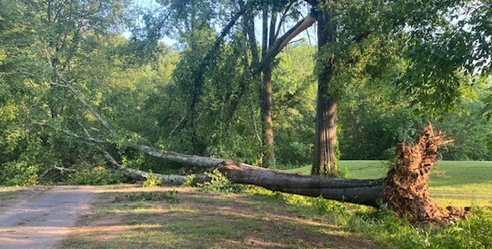 Trussville Country Club downed tree
