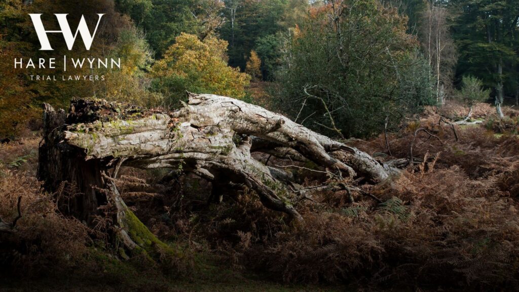 Hare Wynn Personal Injury Lawyers - baseball star injured by a tree